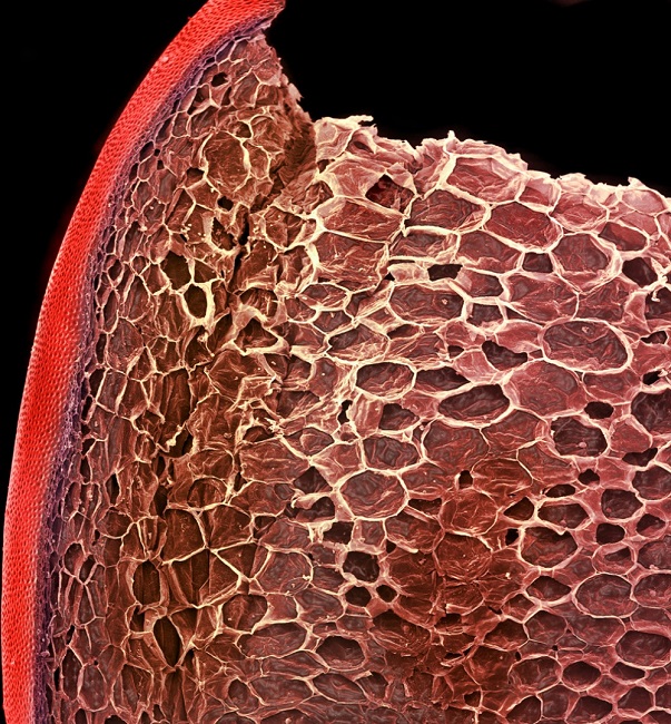 Tomato under microscope